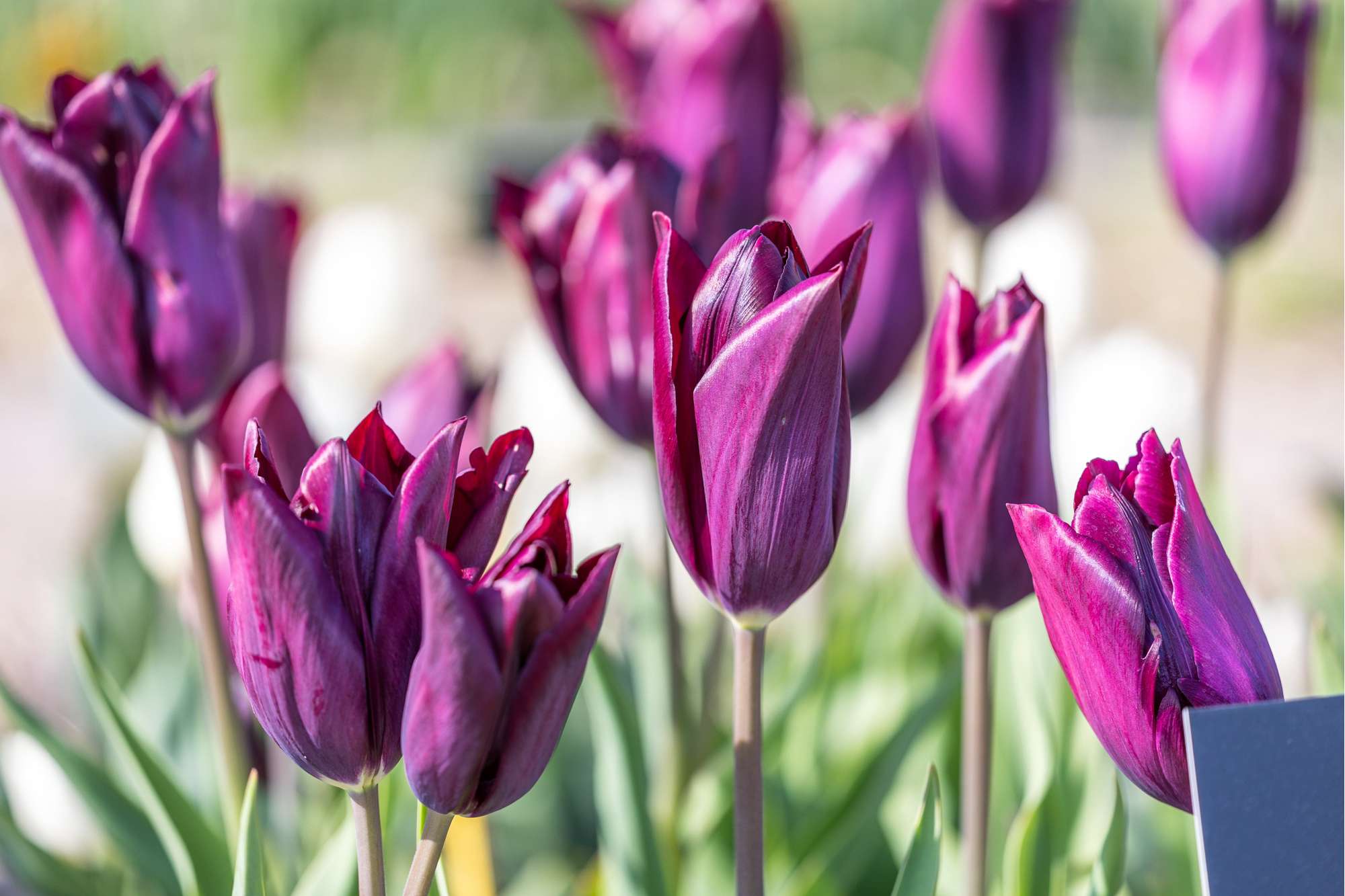 Tulpe 'Havran'